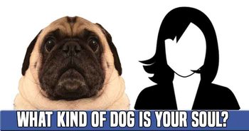 what-kind-of-dog-is-your-soul